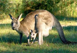 kangaroo