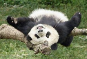 panda chillin