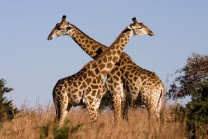 girafee